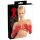 LATEX - lange unisex handschoen (rood) - M