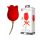 Pretty Love Rose Lover - wiederaufladbarer, zungenartiger 2in1 Klitorisvibrator (rot)